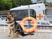 "Как настоящий водолаз-спасатель, собака Найда должна сдать экзамен"  