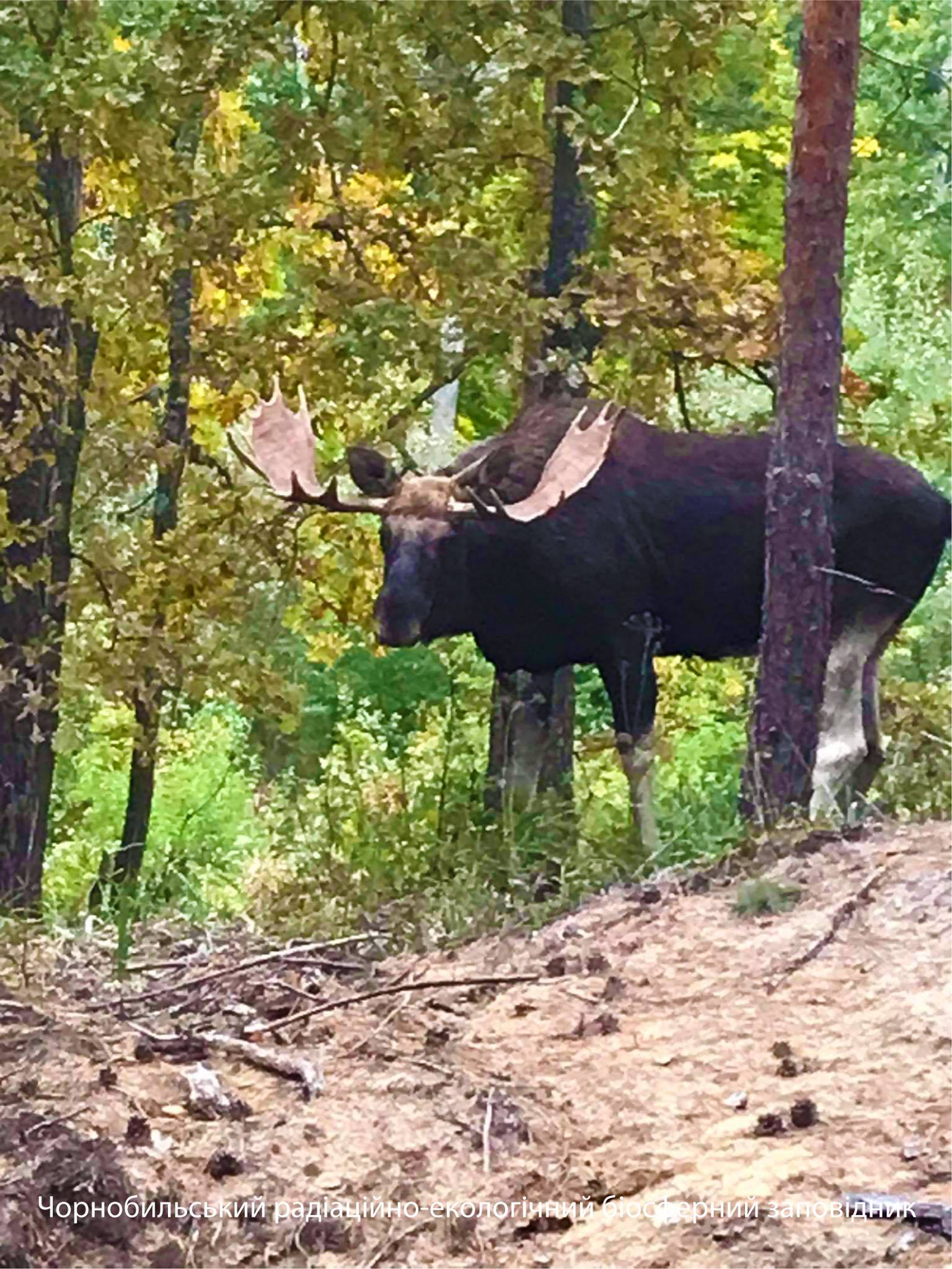 Чернобыльский лось