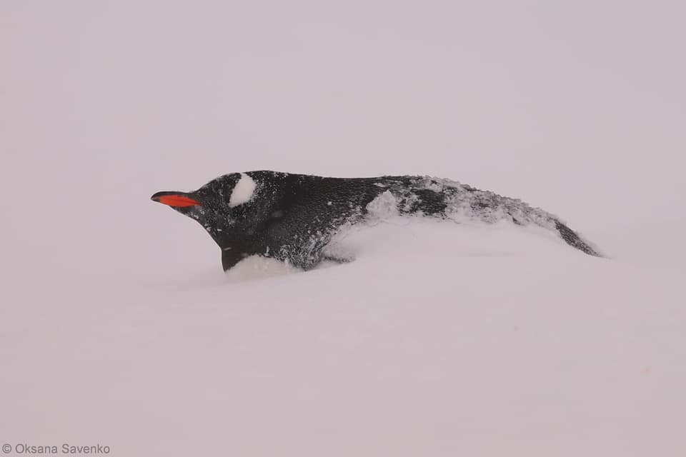 Возле академика Вернадского поселились пингвины. Скриншот из фейсбука