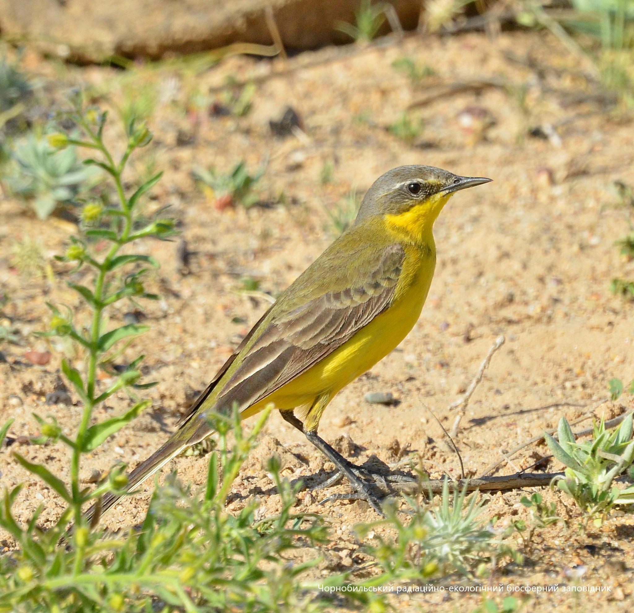 Трясогузка в природе
