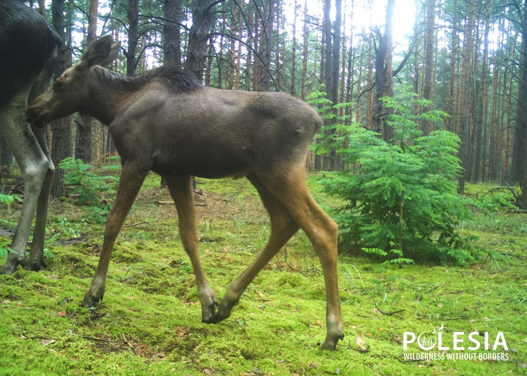 Лосенок в лесу