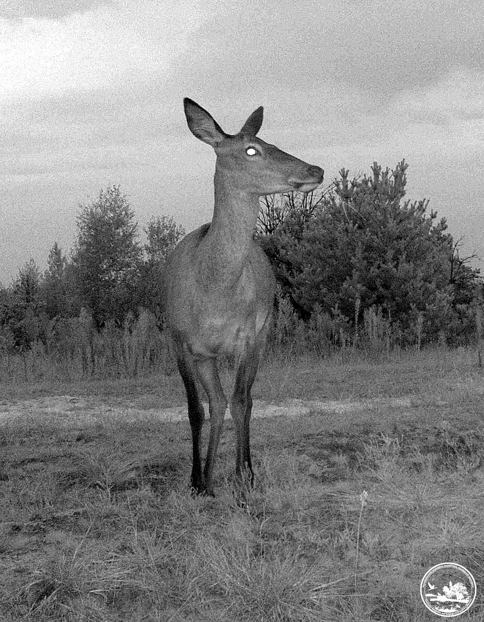 Косуля в Чернобыльском заповеднике