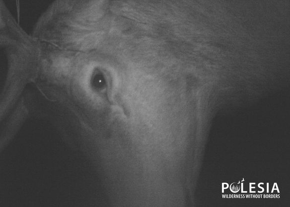 Снимок 1 фотоловушки