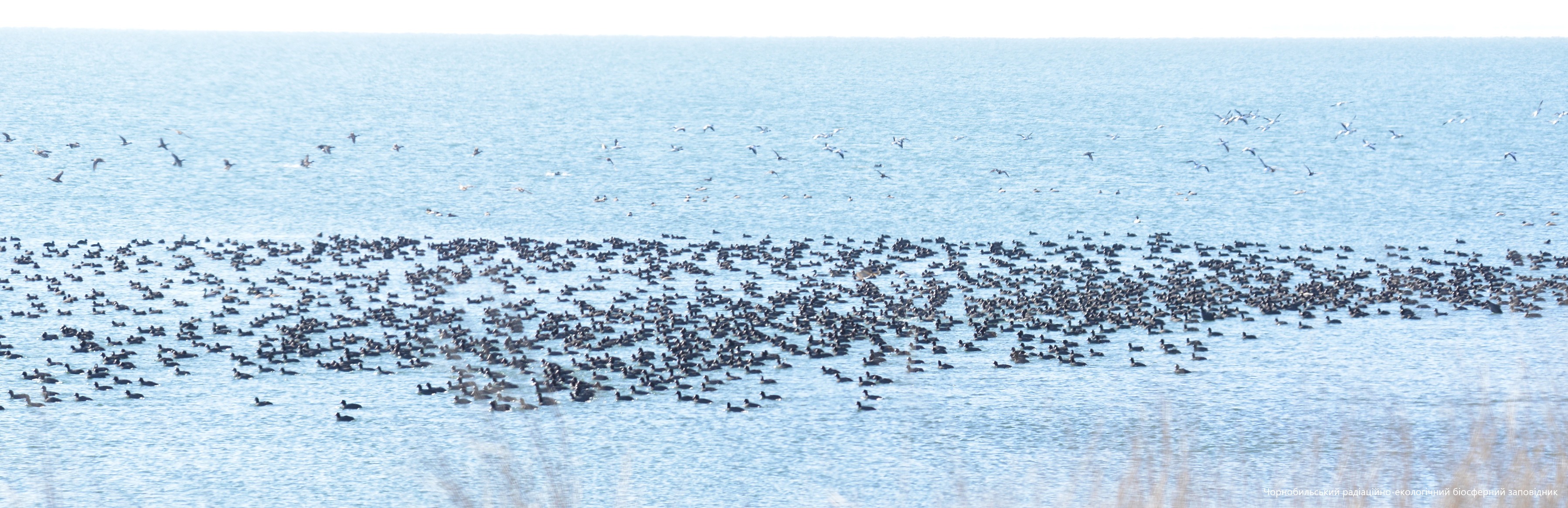 Лысухи на воде