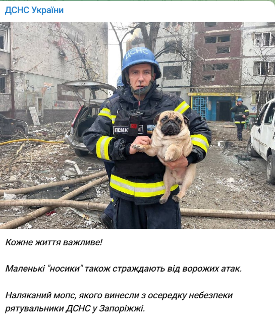 У Запоріжжі врятували мопса