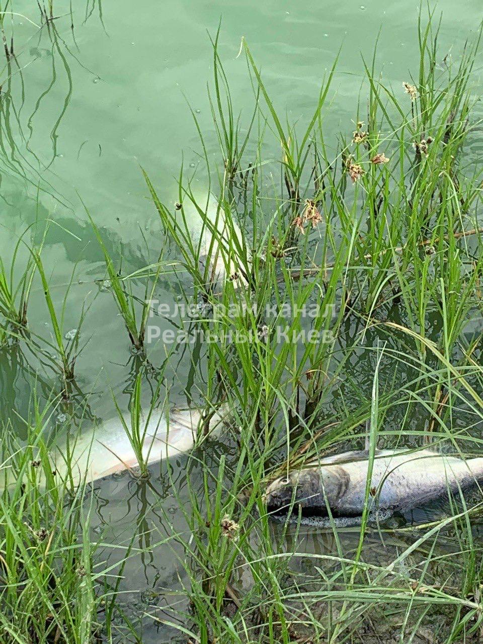 В Борисполе мор рыбы