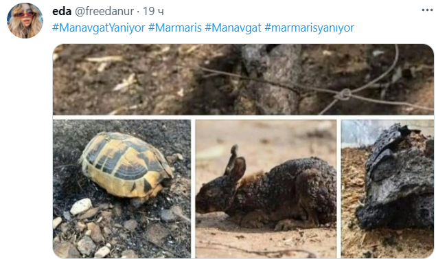 обугленные тела животных в Турции фото eda @freedanur