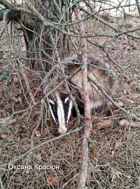 Фото барсука в Чернобыльском заповеднике