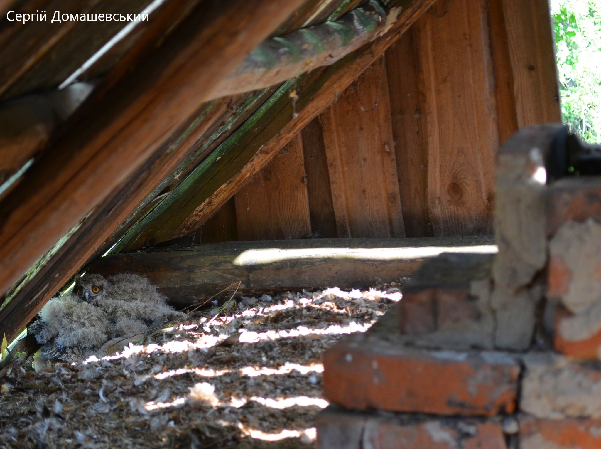 Гнездо филина в заброшенном доме