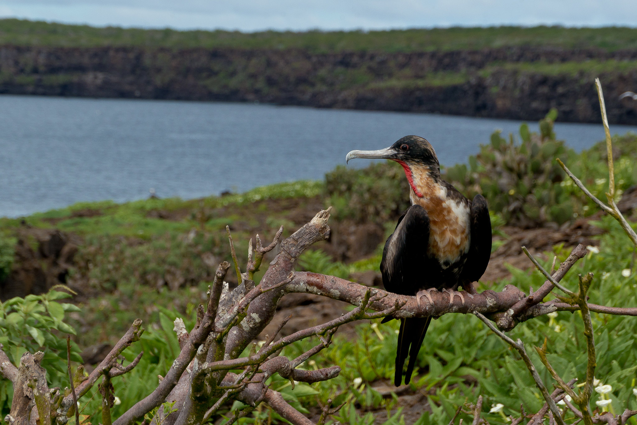 Остров Хеновеса