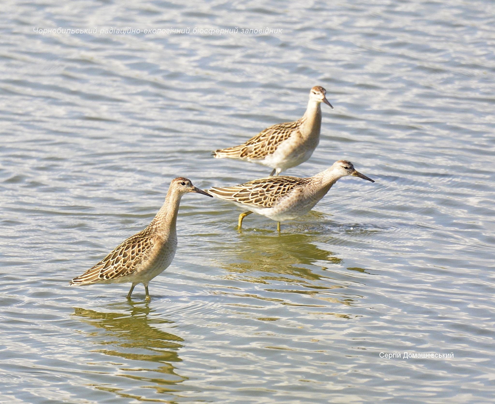Фото: пресс-служба Чернобыльского радиационно-экологического биосферного заповедника в Facebook
