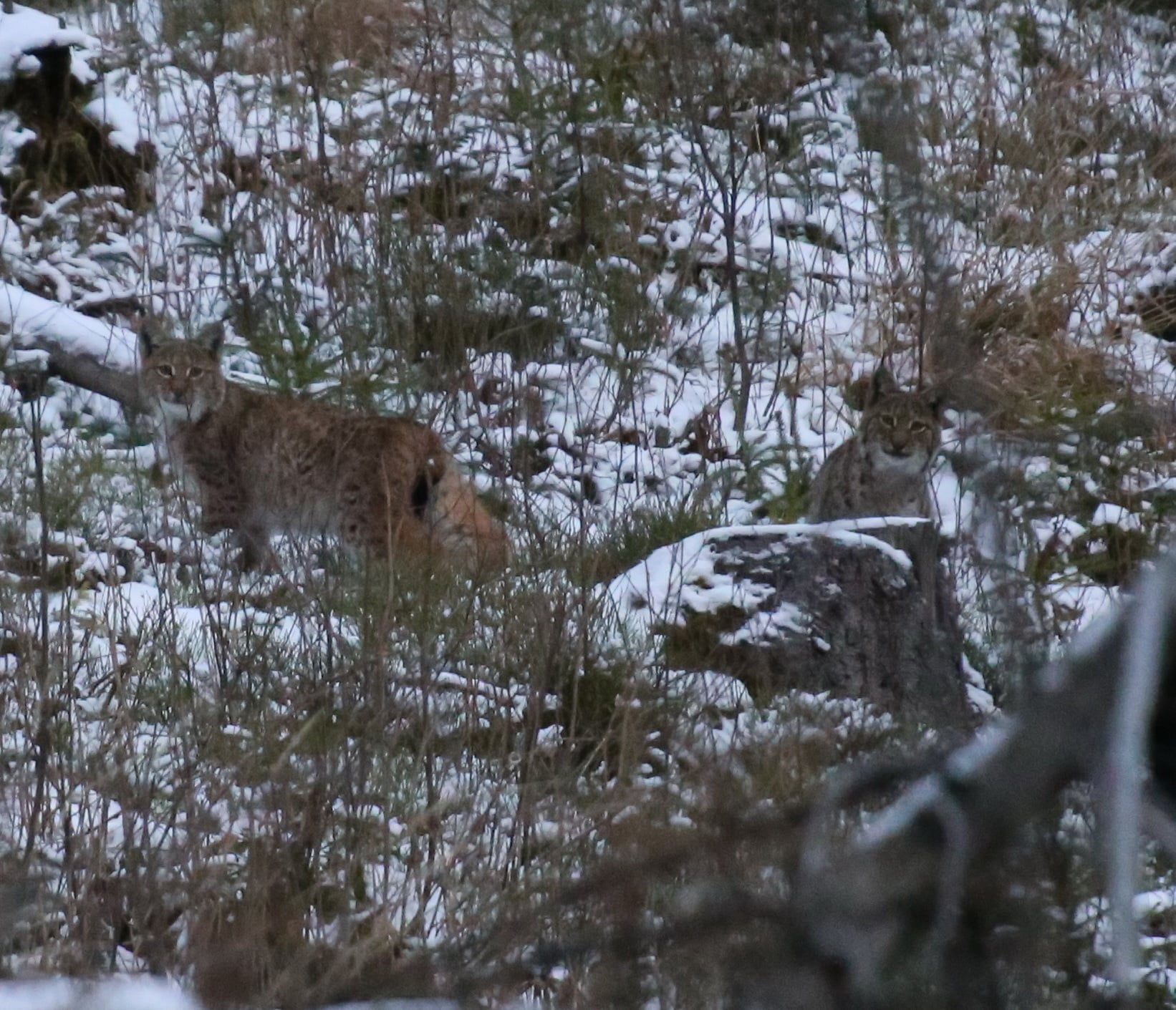 Рысь в Карпатах. Фото: Facebook / Мирон&nbsp;Марецкий