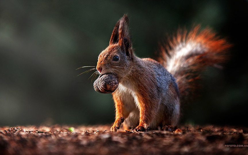 Белка в осеннем лесу рада угощениям 
Фото: @Sergey Polyushko